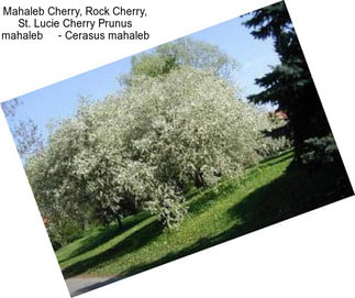 Mahaleb Cherry, Rock Cherry, St. Lucie Cherry Prunus mahaleb     - Cerasus mahaleb