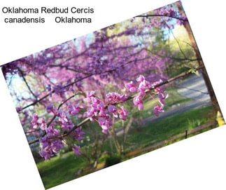 Oklahoma Redbud Cercis canadensis    Oklahoma