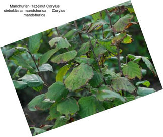 Manchurian Hazelnut Corylus sieboldiana  mandshurica   - Corylus mandshurica