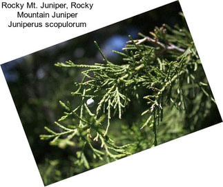 Rocky Mt. Juniper, Rocky Mountain Juniper Juniperus scopulorum