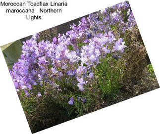 Moroccan Toadflax Linaria maroccana   Northern Lights