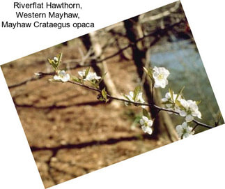 Riverflat Hawthorn, Western Mayhaw, Mayhaw Crataegus opaca