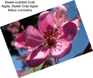 Sweet-scented Crab Apple, Sweet Crab Apple Malus coronaria