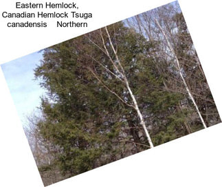 Eastern Hemlock, Canadian Hemlock Tsuga canadensis    Northern