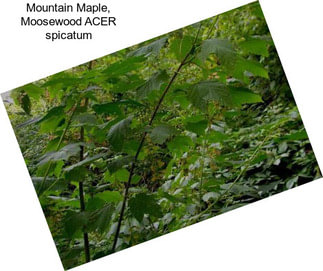 Mountain Maple, Moosewood ACER spicatum