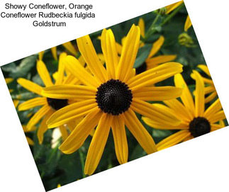 Showy Coneflower, Orange Coneflower Rudbeckia fulgida   Goldstrum