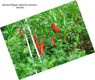 Serrano Pepper Capsicum annuum   Serrano