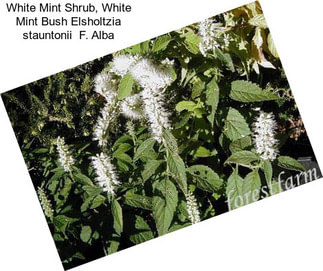 White Mint Shrub, White Mint Bush Elsholtzia stauntonii  F. Alba