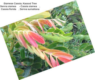 Siamese Cassia, Kassod Tree Senna siamea     - Cassia siamea    , Cassia florida    , Senna sumatrana