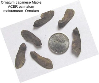 Ornatum Japanese Maple ACER palmatum matsumurae  Ornatum