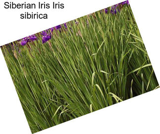 Siberian Iris Iris sibirica