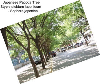 Japanese Pagoda Tree Styphnolobium japonicum     - Sophora japonica