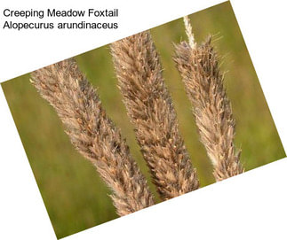 Creeping Meadow Foxtail Alopecurus arundinaceus