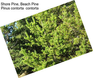 Shore Pine, Beach Pine Pinus contorta  contorta
