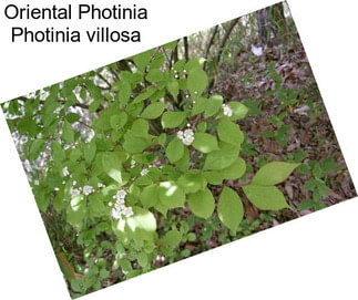 Oriental Photinia Photinia villosa