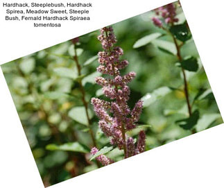 Hardhack, Steeplebush, Hardhack Spirea, Meadow Sweet, Steeple Bush, Fernald Hardhack Spiraea tomentosa