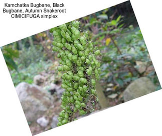 Kamchatka Bugbane, Black Bugbane, Autumn Snakeroot CIMICIFUGA simplex