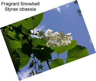 Fragrant Snowbell Styrax obassia