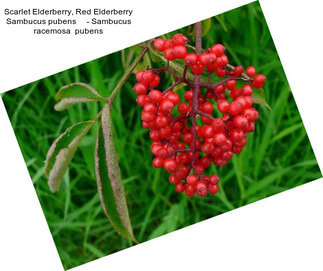 Scarlet Elderberry, Red Elderberry Sambucus pubens     - Sambucus racemosa  pubens