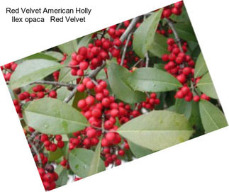 Red Velvet American Holly Ilex opaca   Red Velvet