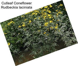 Cutleaf Coneflower Rudbeckia laciniata