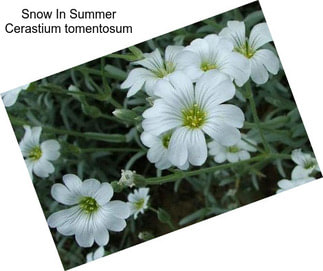 Snow In Summer Cerastium tomentosum