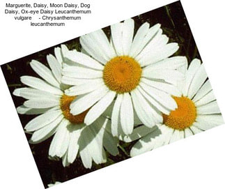 Marguerite, Daisy, Moon Daisy, Dog Daisy, Ox-eye Daisy Leucanthemum vulgare     - Chrysanthemum leucanthemum