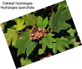 Oakleaf Hydrangea Hydrangea quercifolia