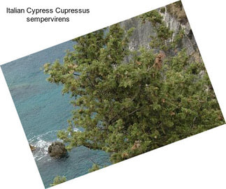 Italian Cypress Cupressus sempervirens