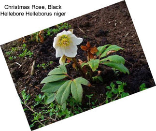 Christmas Rose, Black Hellebore Helleborus niger