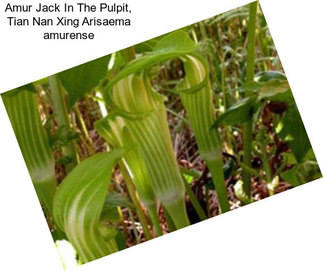 Amur Jack In The Pulpit, Tian Nan Xing Arisaema amurense