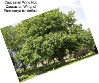 Caucasian Wing Nut, Caucasian Wingnut Pterocarya fraxinifolia