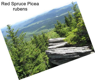 Red Spruce Picea rubens