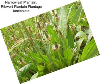 Narrowleaf Plantain, Ribwort Plantain Plantago lanceolata