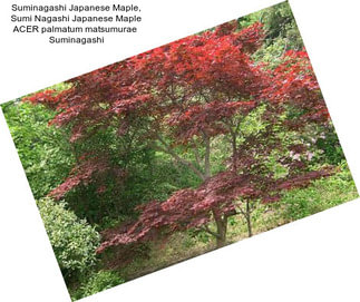 Suminagashi Japanese Maple, Sumi Nagashi Japanese Maple ACER palmatum matsumurae  Suminagashi