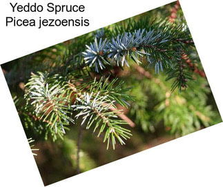 Yeddo Spruce Picea jezoensis