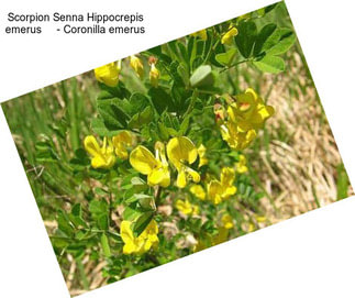 Scorpion Senna Hippocrepis emerus     - Coronilla emerus