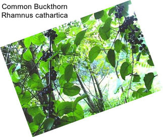 Common Buckthorn Rhamnus cathartica