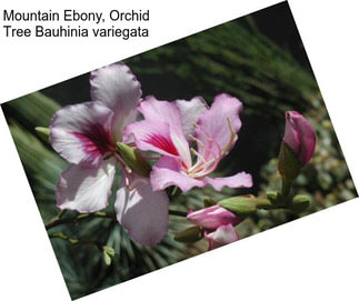 Mountain Ebony, Orchid Tree Bauhinia variegata