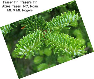 Fraser Fir, Fraser\'s Fir Abies fraseri  NC, Roan Mt. X Mt. Rogers