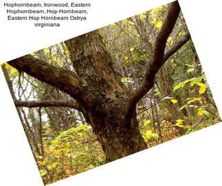 Hophornbeam, Ironwood, Eastern Hophornbeam, Hop Hornbeam, Eastern Hop Hornbeam Ostrya virginiana