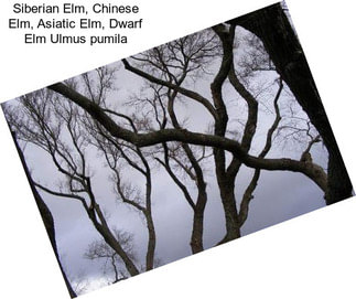 Siberian Elm, Chinese Elm, Asiatic Elm, Dwarf Elm Ulmus pumila