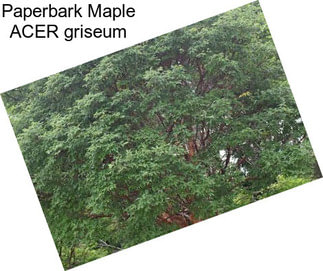 Paperbark Maple ACER griseum