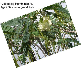 Vegetable Hummingbird, Agati Sesbania grandiflora