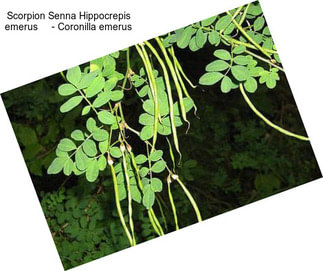 Scorpion Senna Hippocrepis emerus     - Coronilla emerus