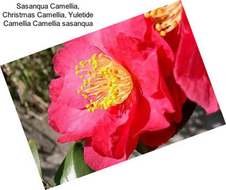 Sasanqua Camellia, Christmas Camellia, Yuletide Camellia Camellia sasanqua