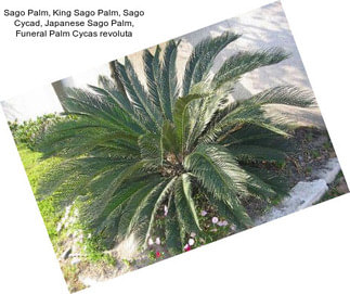 Sago Palm, King Sago Palm, Sago Cycad, Japanese Sago Palm, Funeral Palm Cycas revoluta