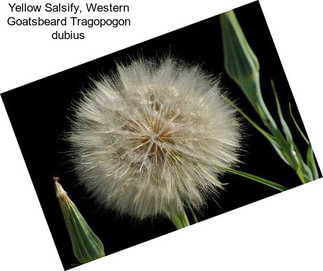 Yellow Salsify, Western Goatsbeard Tragopogon dubius