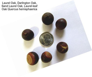 Laurel Oak, Darlington Oak, Sand Laurel Oak, Laurel-leaf Oak Quercus hemisphaerica