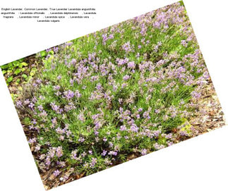 English Lavender, Common Lavender, True Lavender Lavandula angustifolia angustifolia    - Lavandula officinalis    , Lavandula delphinensis    , Lavandula fragrans    , Lavandula minor    , Lavandula spica    , Lavandula vera    , Lavandula vulgaris